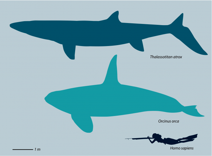 Thalassotitan-atrox-Size-Comparison.png