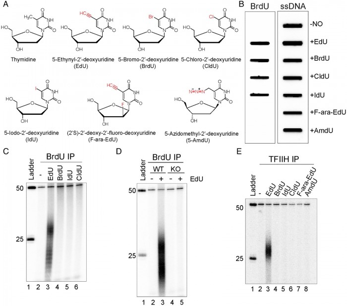 pnas.2210176119fig01.jpg