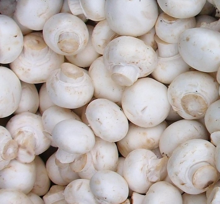 Agaricus_bisporus_Zuchtchampignon2.jpg